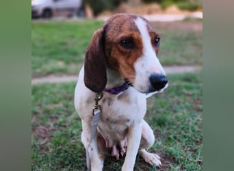 Bella - Hat Interessenten- zarte, sanfte Traumhündin Bella - Hat Interessenten- zarte, sanfte Traumhündin