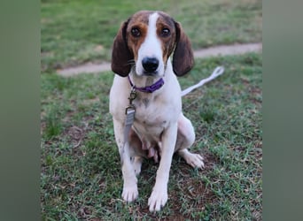 Bella - Hat Interessenten- zarte, sanfte Traumhündin Bella - Hat Interessenten- zarte, sanfte Traumhündin