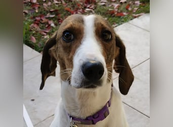 Bella - Hat Interessenten- zarte, sanfte Traumhündin Bella - Hat Interessenten- zarte, sanfte Traumhündin