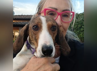 Bella - Hat Interessenten- zarte, sanfte Traumhündin Bella - Hat Interessenten- zarte, sanfte Traumhündin