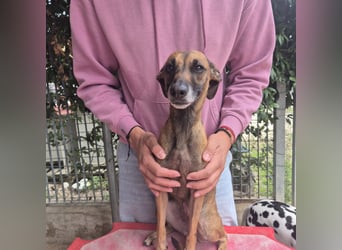 Ginger - zarte, sportliche, liebevolle Hündin