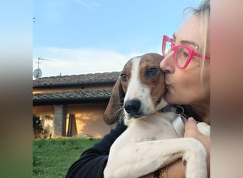 Bella - Hat Interessenten- zarte, sanfte Traumhündin Bella - Hat Interessenten- zarte, sanfte Traumhündin