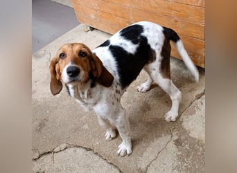 Armonia - leise, liebevoll, bereit für ihre "Für Immer Menschen"