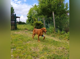 Mimmo - menschenbezogener, toller Bub