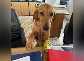 Mimmo - menschenbezogener, toller Bub