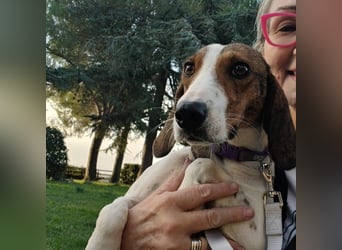 Bella - Hat Interessenten- zarte, sanfte Traumhündin Bella - Hat Interessenten- zarte, sanfte Traumhündin