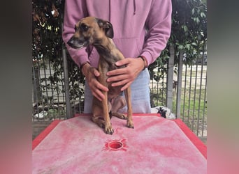 Ginger - zarte, sportliche, liebevolle Hündin