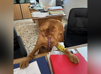 Mimmo - menschenbezogener, toller Bub