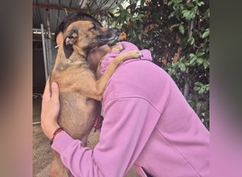 Ginger - zarte, sportliche, liebevolle Hündin