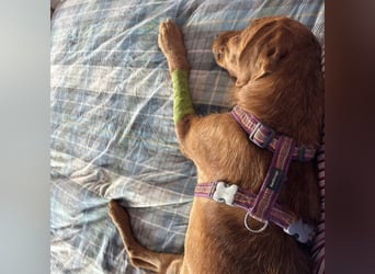 Mimmo - menschenbezogener, toller Bub