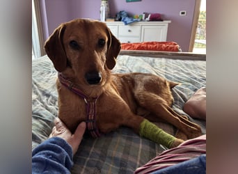 Mimmo - menschenbezogener, toller Bub