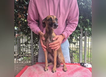 Ginger - zarte, sportliche, liebevolle Hündin