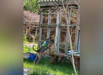 Brigitte - Rohdiamant auf vier Pfoten sucht ihr Für-immer-Zuhause!