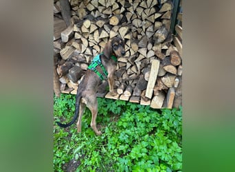 Brigitte - Rohdiamant auf vier Pfoten sucht ihr Für-immer-Zuhause!