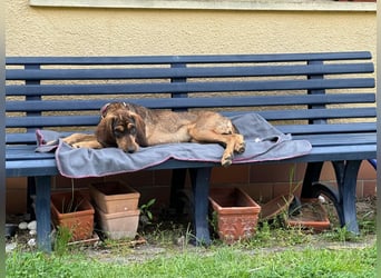 Brigitte - Rohdiamant auf vier Pfoten sucht ihr Für-immer-Zuhause!