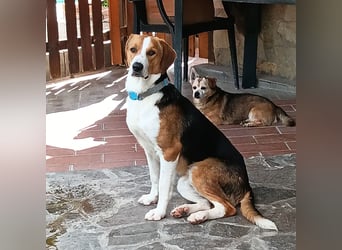 Tommy - verschmust, verspielt und mega freundlich - dein neuer bester Freund!