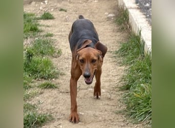 Kinder - ein fröhliche Entdecker, der Kinder, Hunde und Schmusen liebt!