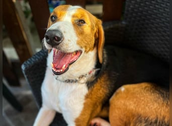 Tommy - verschmust, verspielt und mega freundlich - dein neuer bester Freund!