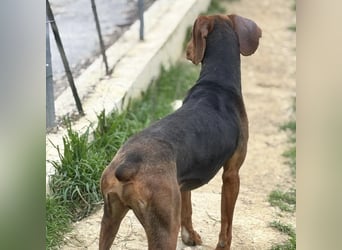 Kinder - ein fröhliche Entdecker, der Kinder, Hunde und Schmusen liebt!