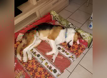 Tommy - verschmust, verspielt und mega freundlich - dein neuer bester Freund!