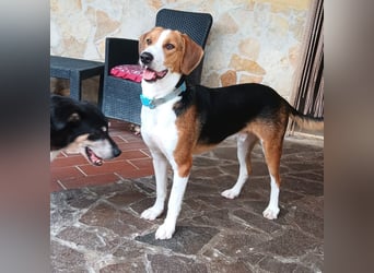 Tommy - verschmust, verspielt und mega freundlich - dein neuer bester Freund!