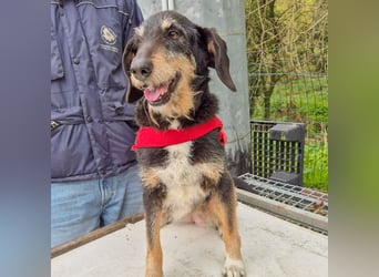 Zoe - ein wahrer Schatz für Menschen mit Zeit und Zuneigung