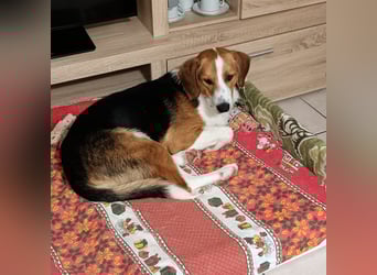 Tommy - verschmust, verspielt und mega freundlich - dein neuer bester Freund!