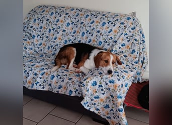 Tommy - verschmust, verspielt und mega freundlich - dein neuer bester Freund!