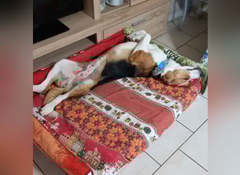 Tommy - verschmust, verspielt und mega freundlich - dein neuer bester Freund!