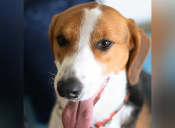 Tommy - verschmust, verspielt und mega freundlich - dein neuer bester Freund!