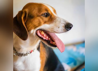 Tommy - verschmust, verspielt und mega freundlich - dein neuer bester Freund!