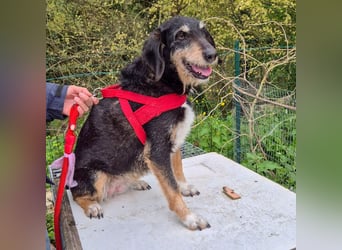Zoe - ein wahrer Schatz für Menschen mit Zeit und Zuneigung