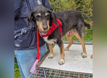 Zoe - ein wahrer Schatz für Menschen mit Zeit und Zuneigung