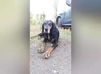 Tyra - sanfte Hündin mit schweren Start sucht ein liebevolles Zuhause