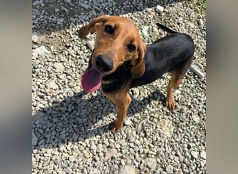 Serena - freundliche unternehmungslustige Hündin