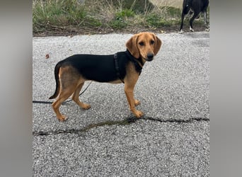 Venus - junge aufgeschlossene Hündin