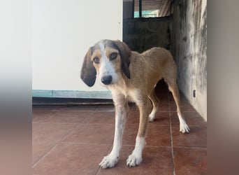 Sigmund - RESERVIERT - zarter, schüchterner Bub