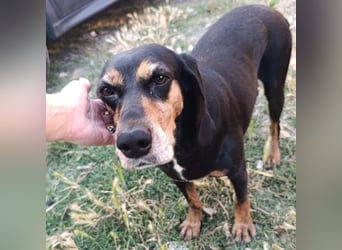 Tyra - sanfte Hündin mit schweren Start sucht ein liebevolles Zuhause