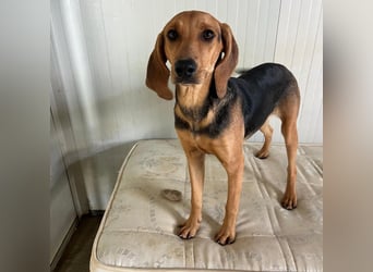 Serena - freundliche unternehmungslustige Hündin