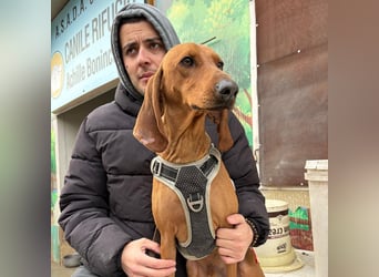 Ciro - wunderschöner, junger Bub