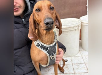 Ciro - wunderschöner, junger Bub