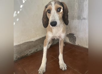 Sigmund - in Deutschland - zunächst schüchtern, dann  kuschelig - End- oder Pflegestelle gesucht