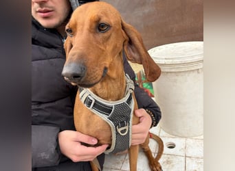 Ciro - wunderschöner, junger Bub