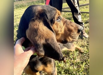 Fulvio (Fhul) - dynamischer lieber Bub