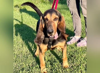 Fulvio (Fhul) - dynamischer lieber Bub