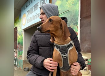 Ciro - wunderschöner, junger Bub