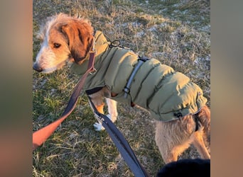 Sigmund -eilt!End- oder Pflegestelle gesucht- ist in Deutschland - erst schüchtern - dann  kuschelig