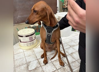 Ciro - wunderschöner, junger Bub