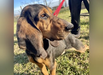 Fulvio (Fhul) - dynamischer lieber Bub