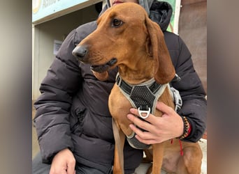 Ciro - wunderschöner, junger Bub